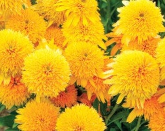 Echinacea Cara Mia Yellow (Double Coneflower) - PRE ORDER Shipping June 15, 2024.   Well Rooted Starter Plants  - Free Shipping