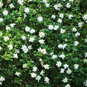 Gardenia August Beauty  (Gardenia jasminoides ) - 3-4 Foot Tall Tree in a 3 Gallon Pot- Grown at Rosie Belle Farm - Free Shipping