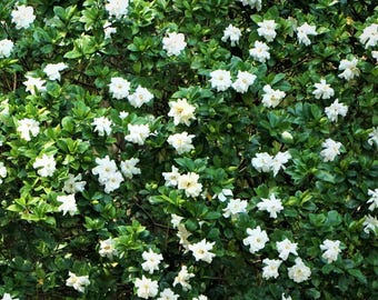 Gardenia August Beauty  (Gardenia jasminoides ) - 3-4 Foot Tall Tree in a 3 Gallon Pot- Grown at Rosie Belle Farm - Free Shipping