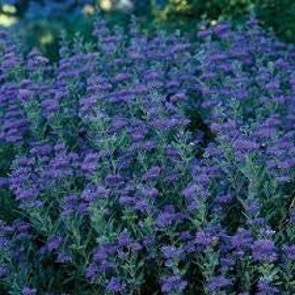 Caryopteris Dark Knight (Blue Spirea or Bluebeard) 3 Well Rooted Starter Plants in 1 QT Pots Grown at Roise Belle Farm - Free Shippng