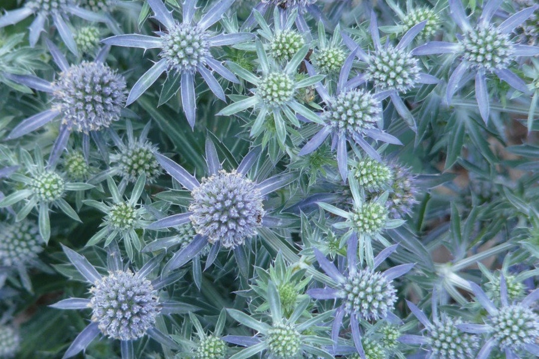Eryngium Planum 'blue Hobbit' sea Holly 3 Well Rooted Starter Plants in