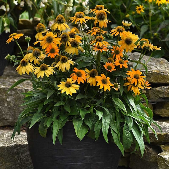 Echinacea Artisan Yellow Ombre (Coneflower) - 3 Well Rooted Starter Plants  in 1 Qt Pots Grown at Rosie Belle Farm - Free Shipping Included