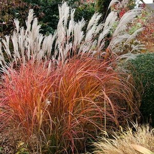 May include: A clump of ornamental grass with long, feathery plumes in shades of white and red. The grass is growing in a garden setting.