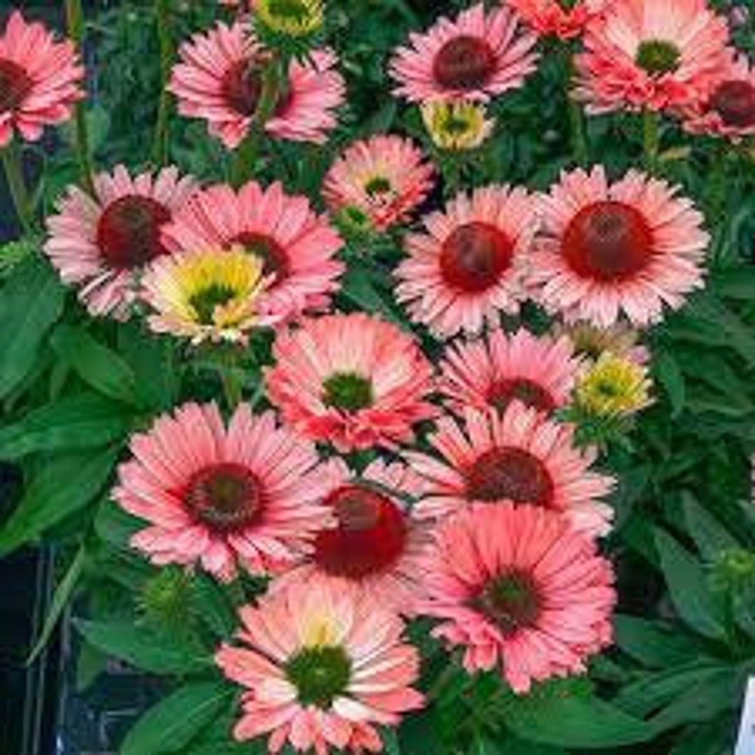 Echinacea Sunseekers Salmon (coneflower) - 3 Well Rooted Starter Plants ...