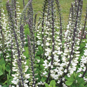 Baptisia 'Ivory Tower'  (False Indigo) - 3 Well Rooted Starter Plants in 1 Qt Pots Grown at Rosie Belle Farm - Free Shipping Included