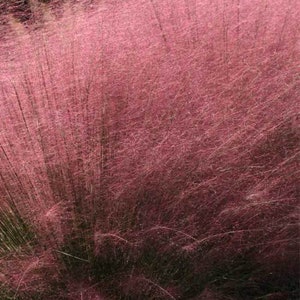 Pink Cloud Muhly Grass - 3 Well Rooted Starter Plants in 1 Qt Pots - Grown at Rosie Belle Farm - Price Includes Shipping
