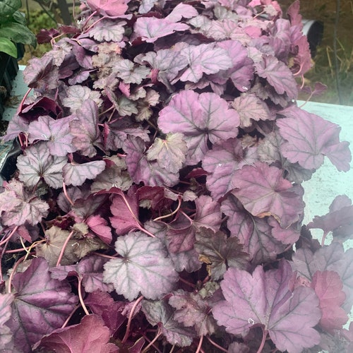 Heuchera Lemon Love Coral Bells 3 Well Rooted Starter Plants Etsy