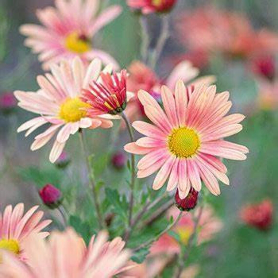 Chrysanthemum Campfire Glow 2 Well Rooted Starter Plants in | Etsy