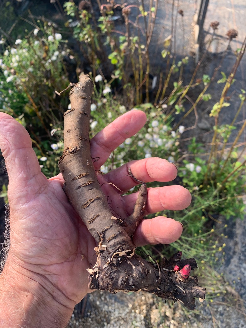 Paeonia Karl Rosenfield Peonía Planta de raíz desnuda de 3 a 5 ojos de Rosie Belle Farm El precio incluye envío gratis imagen 3