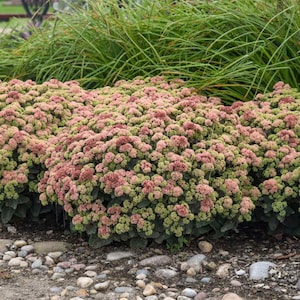 Sedum &#39; Coraljade&#39; (Stonecrop) - 3 Well Rooted Starter Plants in 1 Qt Pots (Reserve for Shipping April 20, 2023) - Free Shipping