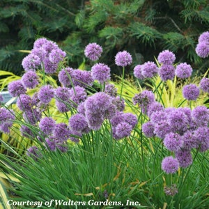 May include: A close-up of a cluster of purple flowering alliums, also known as ornamental onions, in a garden setting. The flowers are round and fluffy, with a delicate texture. The plants are surrounded by green foliage and yellow-green grass.