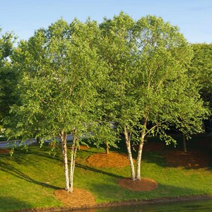 May include: A scenic view of several birch trees with white bark and lush green foliage. The trees are situated on a grassy hill with a water feature in the foreground, under a clear blue sky.