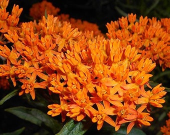 Asclepias tuberosa - 3 Well Rooted Starter Plants in 1 Qt Pots - Grown at Rosie Belle Farm   -Free Shipping