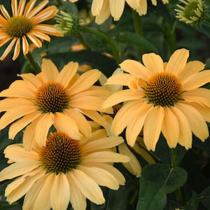 Echinacea Once in a Mellon (Coneflower) - 3 Well Rooted Starter Plants om 1 Qt Pots - Grown at Rosie Belle Farm - Price Includes Shipping