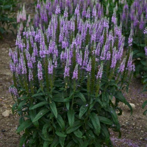 Veronica Speedwell Lavender Lightsaber - 3 Well Rooted Plants in 1 Qt Containers - Grown at Rosie Belle Farm - Price Includes Shipping