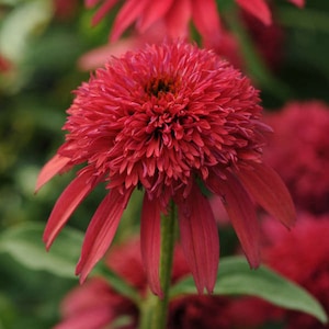 May include: A close-up of a vibrant red coneflower with a spiky, textured center. The flower has many petals that are a deep, rich red color.