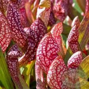 May include: Close-up of a cluster of pitcher plants. The plants have a vibrant red and white pattern, with a network of veins visible on their surface. The leaves are tubular and upright, with a green background.