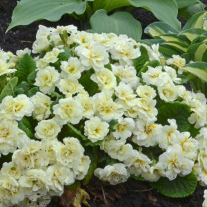 Primula vulgaris Belarina Cream (Primrose) - 3 Well Rooted Starter Plants in 1 Qt Pots Grown at Rosie Belle Farm - Price Includes Shipping