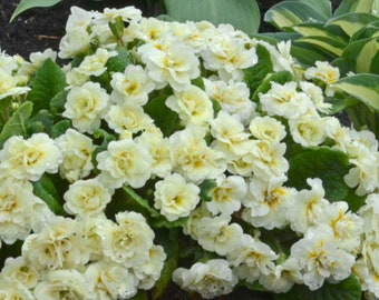 Primula vulgaris Belarina Cream (Primrose) - 3 Well Rooted Starter Plants in 1 Qt Pots Grown at Rosie Belle Farm - Price Includes Shipping