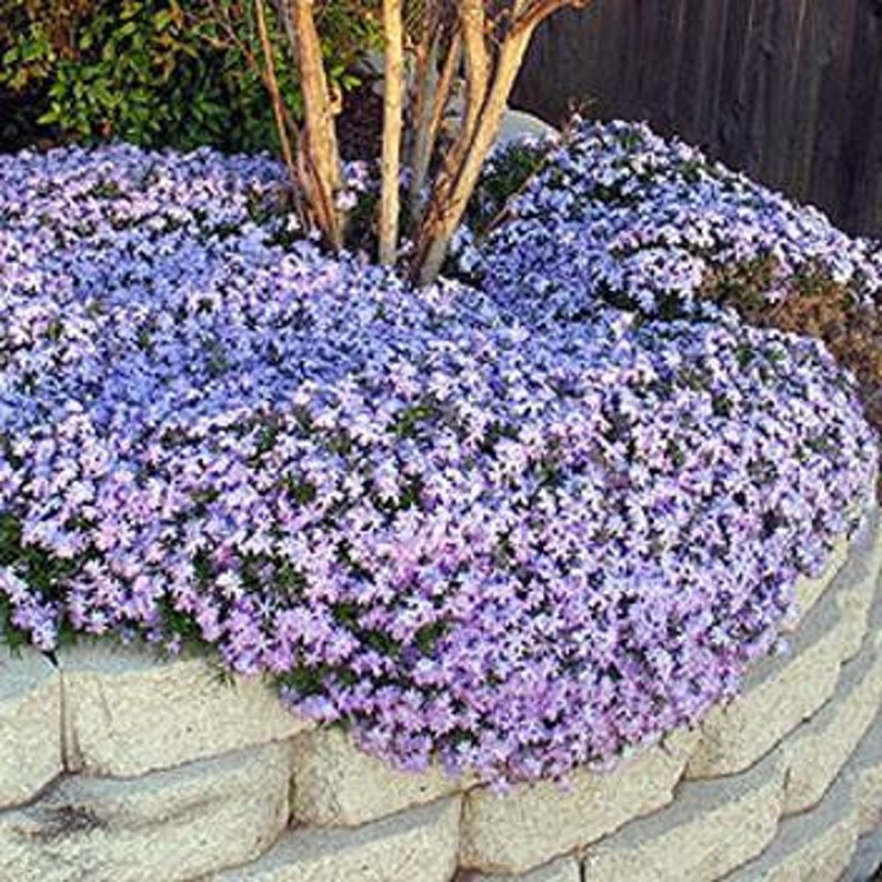 Creeping Moss Emerald Blue Subulata Phlox 3 Well Rooted Starter Grown at Rosie Belle Farm Free Shipping Included image 1