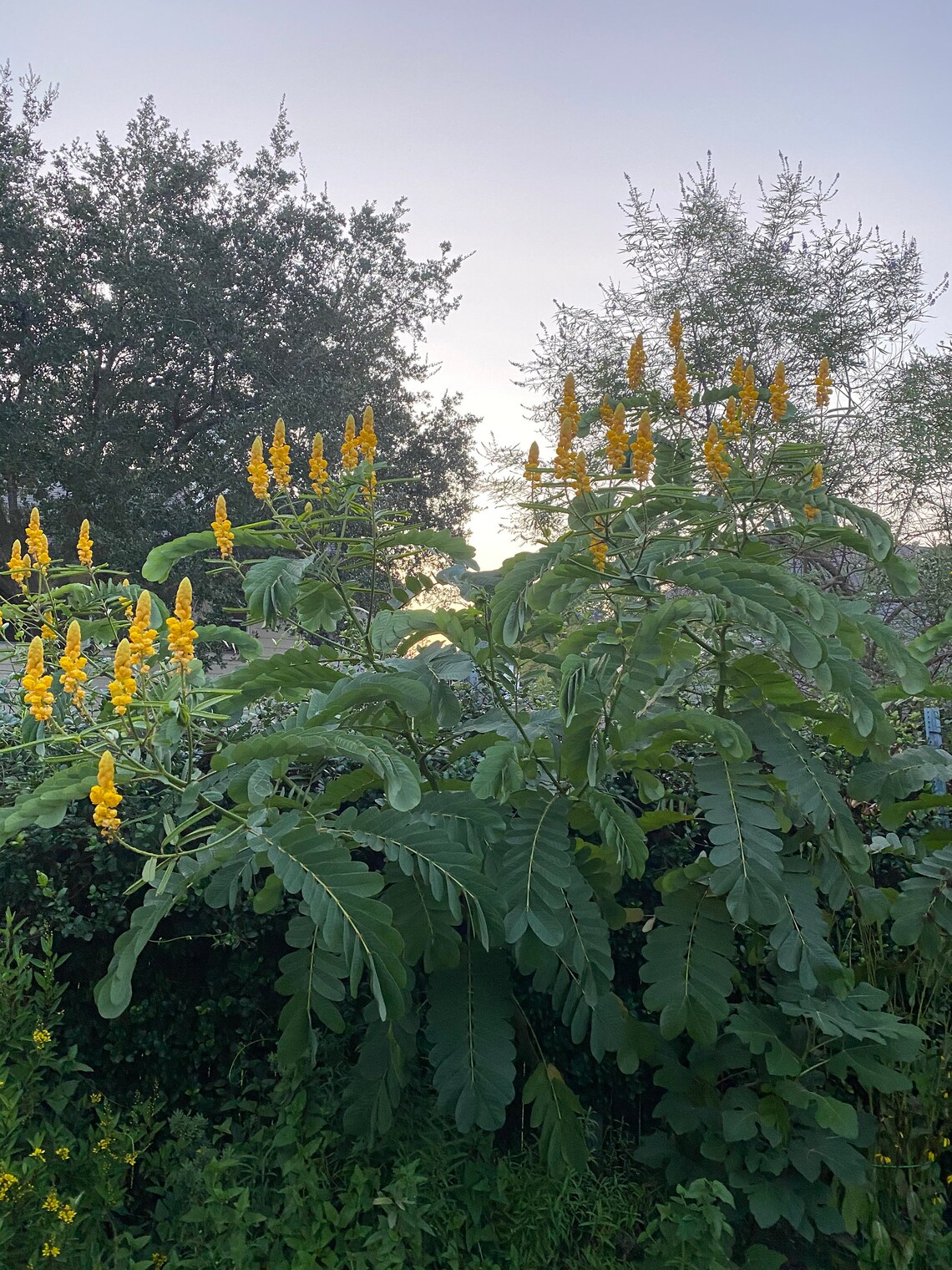 Candlestick Plant Senna Alata Candlestick Cassia Etsy