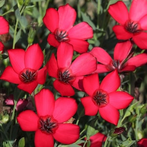May include: A close-up shot of bright red flowers with dark centres, set against green leaves. The petals are open, displaying the natural beauty of the blooms. A cluster of flowers in a garden setting.