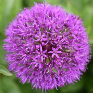 50 Allium ‘Purple Sensation’ seeds  -  Ornamental onion (Allium hollandicum ‘Purple Sensation’)