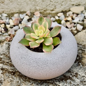 Planter for Succulents, Small Concrete Stone Bowl for Cacti or Succulent Plants, Plant Pot, Gift for the Plant Lover, Housewarming Gift