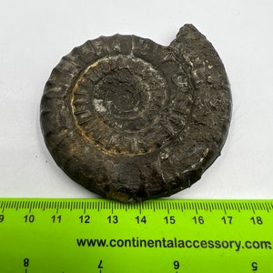 Rare Ancient Ammonite Fossil - Natural History Specimen