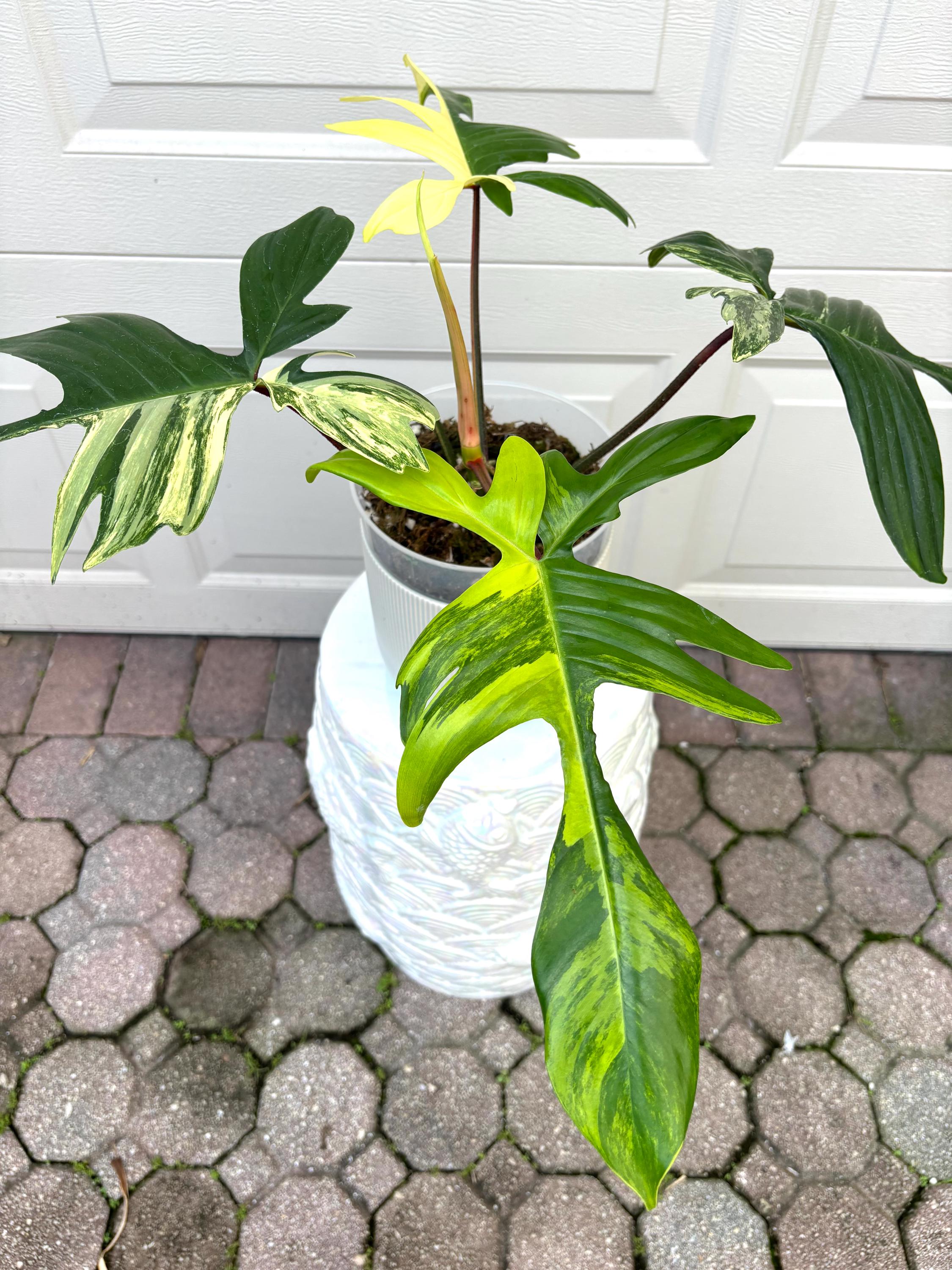 Philodendron Florida Beauty- Large
