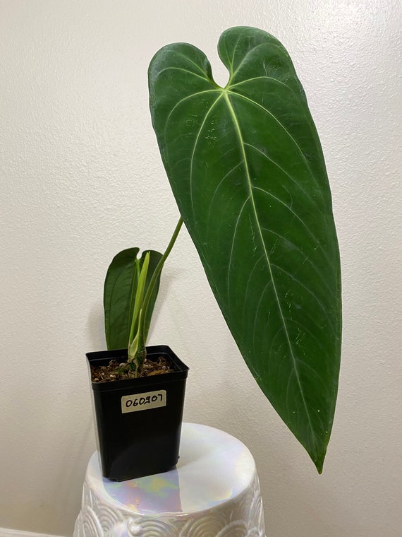 Anthurium Warocqueanum Esmeralda Dark Form Large - Etsy