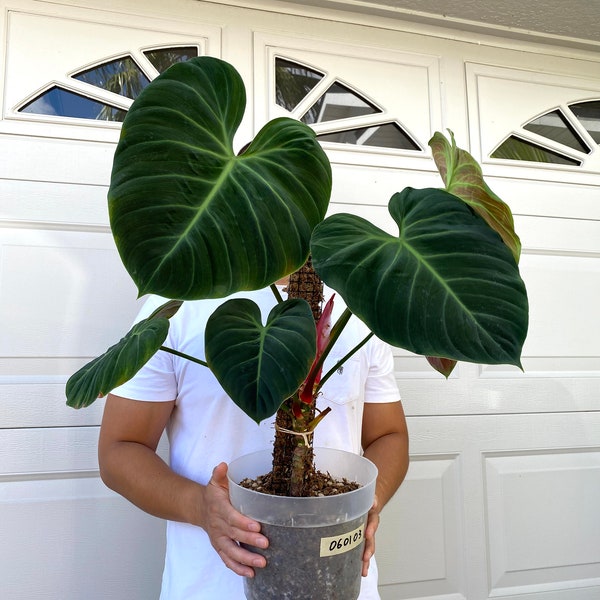 Philodendron El Choco Super Red- Extra Large