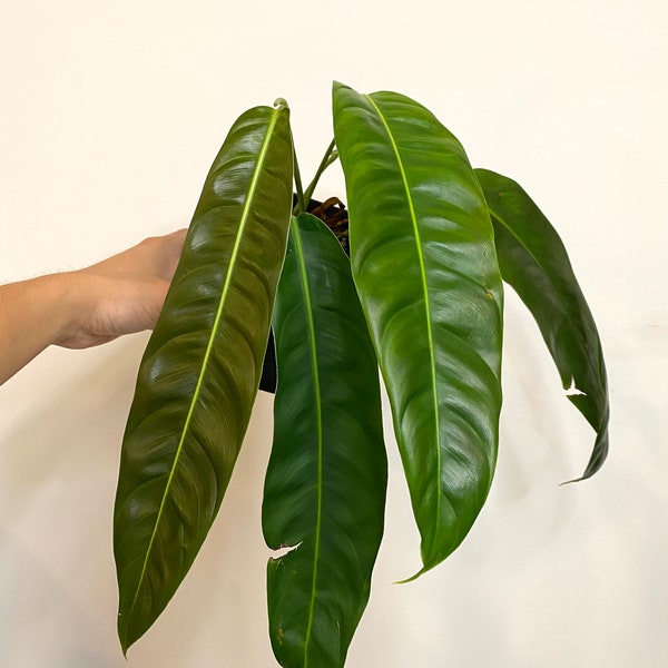Philodendron Patriciae- Medium