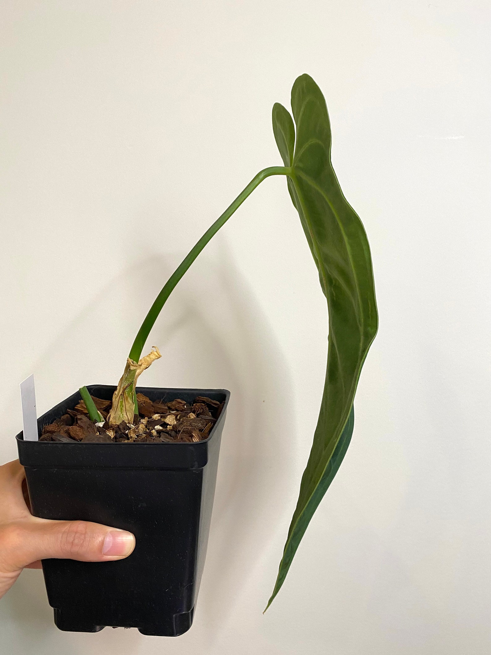 Anthurium Warocqueanum Queen Anthurium Etsy