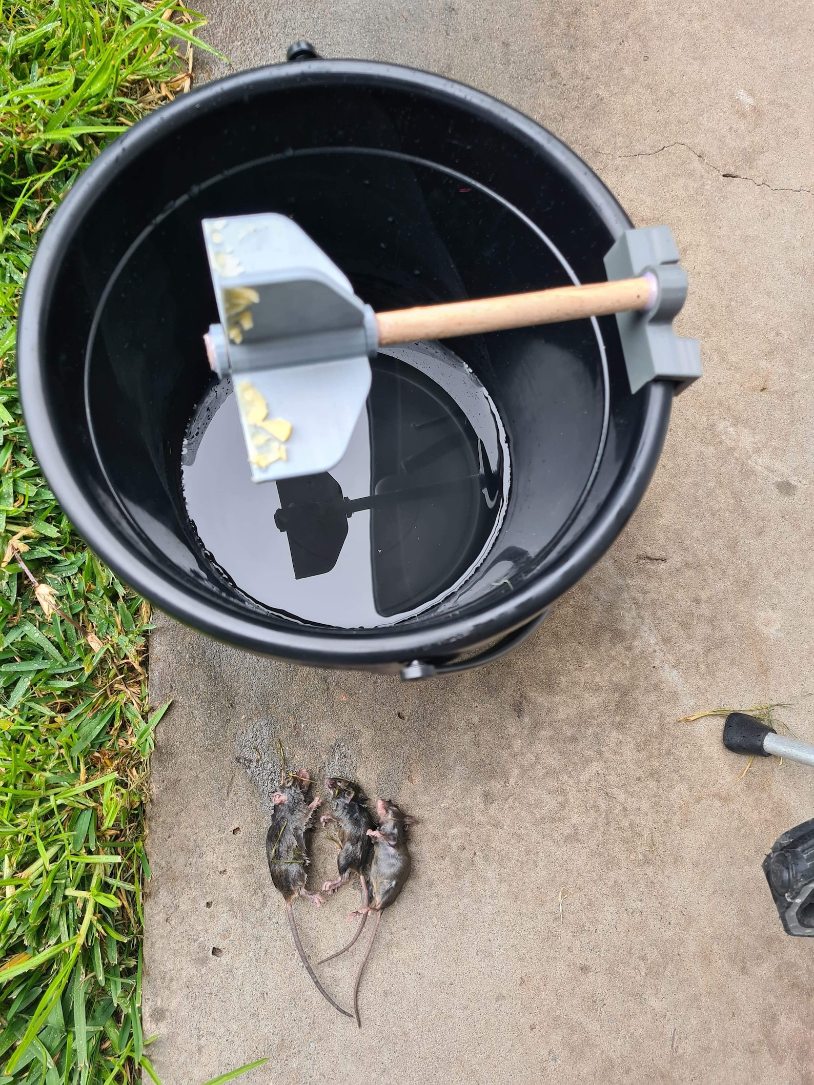 Mouse Trap Set & Reusable. Bucket Water Trap. Etsy Australia