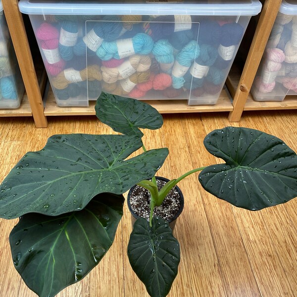 Très grand bouclier Alocasia Regal