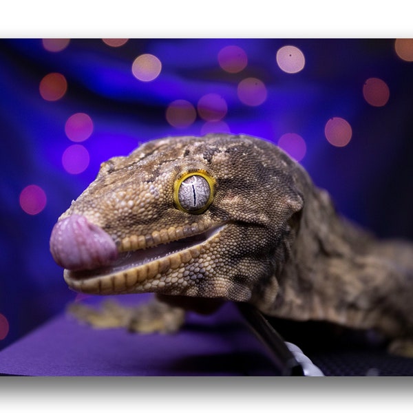 Leachianus Gecko Digital Download Photo - Giant Gecko - Home decor photography - Animal Photography - Wall Art - Digital Wallpaper