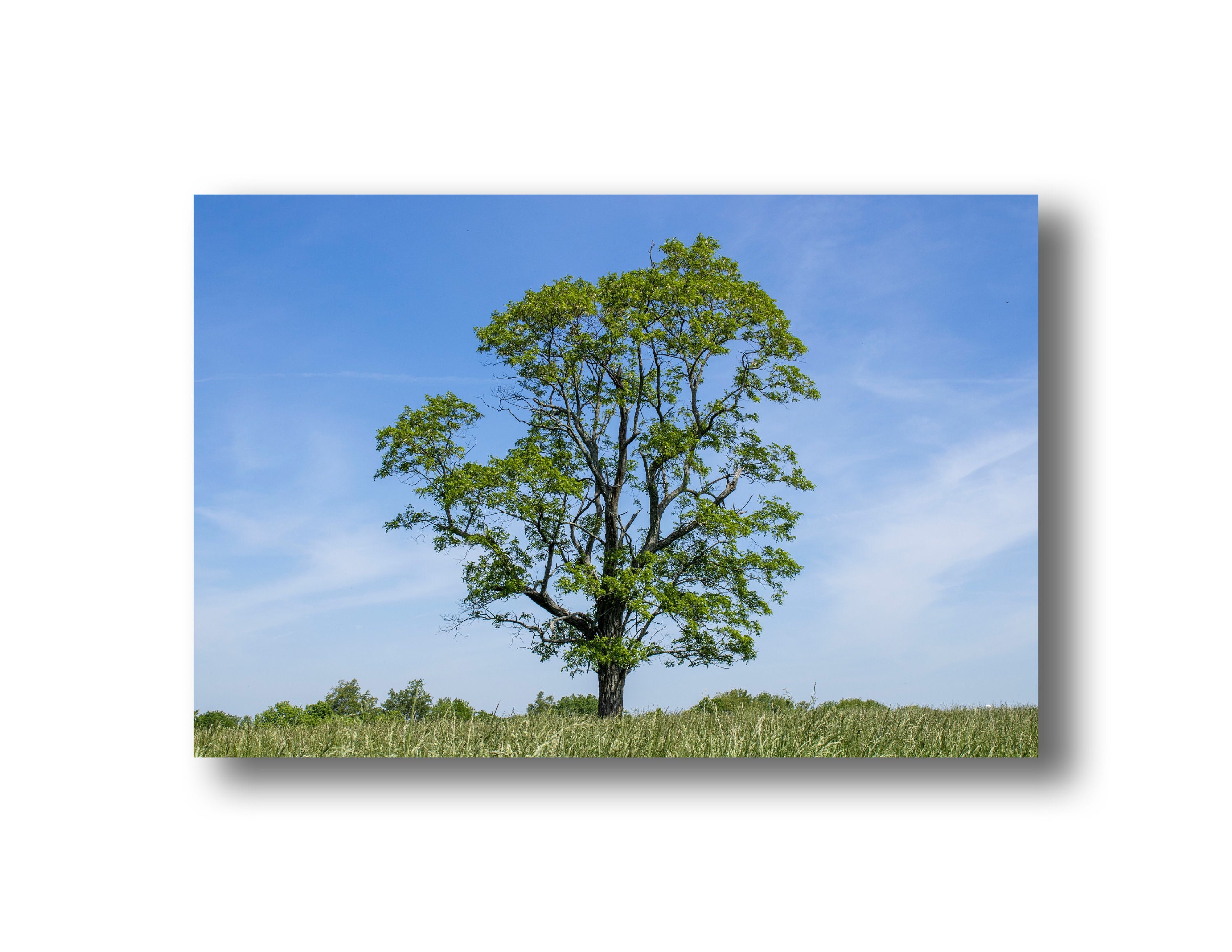 Tree Digital Download Photo Fine Art Print Home Decor Photography Tree