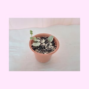 Variegated String of Hearts, Ceropegia woodii, Houseplant