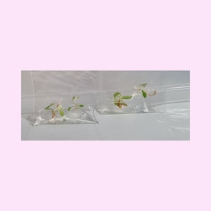Tissue Culture Plant - Philodendron Pink Princess