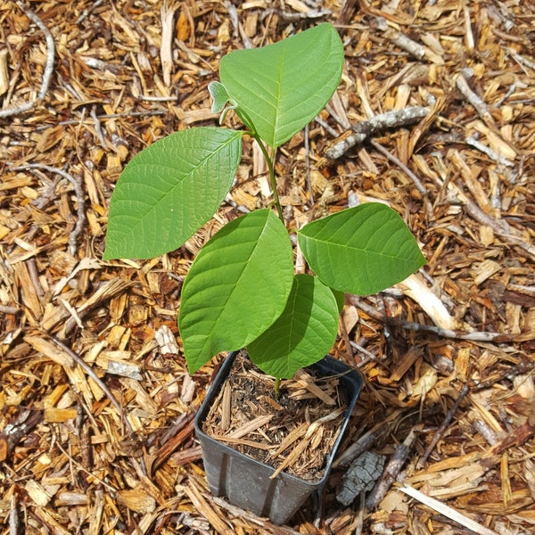 Cherimoya (Annona cherimola) Plant in 4 inch square pot. Sorry, no shipping to CA, TX, AZ and Hi at the moment.