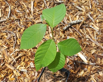 Cherimoya (Annona cherimola) Plant in 4 inch square pot. Sorry, no shipping to CA, TX, AZ and Hi at the moment.