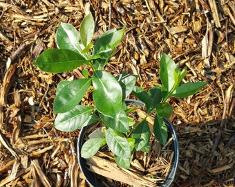 Strawberry Guava/Red Cattley Guava (Psidium cattleianum) Plant in 1 Gallon pot. Sorry, no shipping to CA, TX and AZ at the moment.