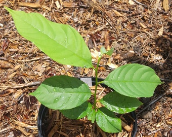 Rollinia/ Biriba (Annona mucosa) Plant in 1 Gallon nursery pot. Sorry, no shipping to CA, TX and AZ at the moment.