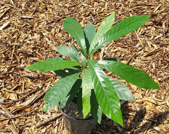 Cinnamon Apple (Pouteria hypoglauca/glomerata) Plant in 1 Gallon nursery pot. Sorry, no shipping to CA, TX and AZ at the moment.