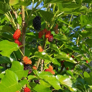 Medium Everbearing Thai Dwarf Mulberry (Morus sp.) Plant in 1 Gallon nursery pot. Sorry, no shipping to CA, TX and AZ at the moment.