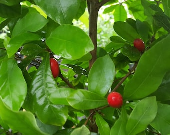 Miracle Fruit (Synsepalum dulcificum) Plant in 2.5 inch square pot. Sorry, no shipping to CA, TX and AZ at the moment.