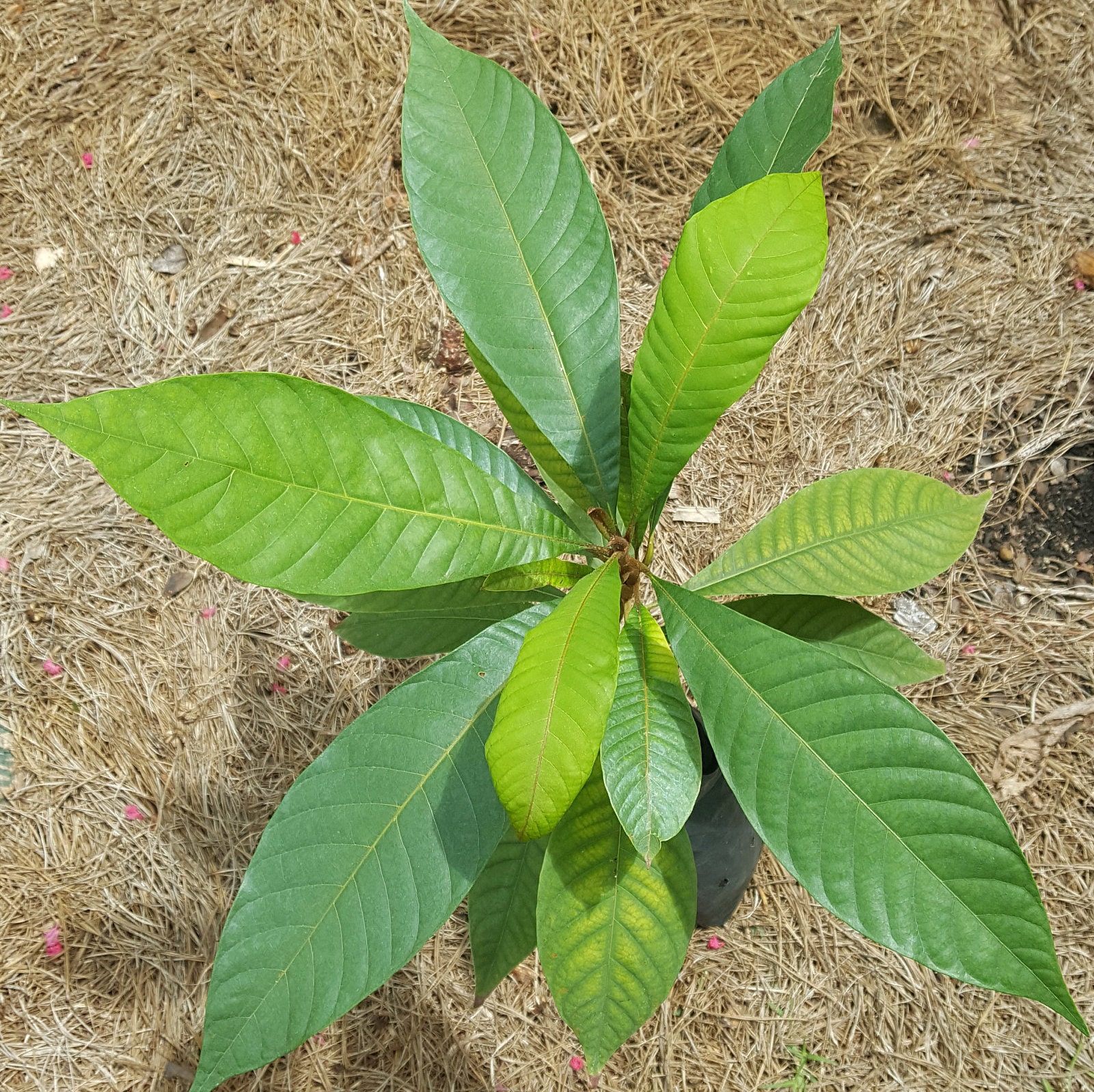 Mamey Sapote Pouteria sapota Fruit Plant in grow bag. Sorry | Etsy 