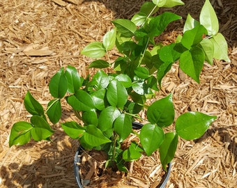 Dark Pitanga/ Surinam Cherry (Eugenia uniflora) 2 plants in 1 gallon nursery pot. Sorry, no shipping to CA, TX and AZ at the moment.