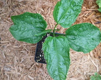 Sacha Inchi/ Inca Peanut (Plukenetia volubilis) Plant in 4 inch square pot. Sorry, no shipping to CA, TX and AZ at the moment.